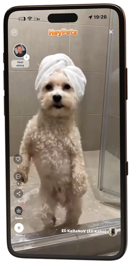 The video screen: a curly white dog standing in the shower with a towel on its head